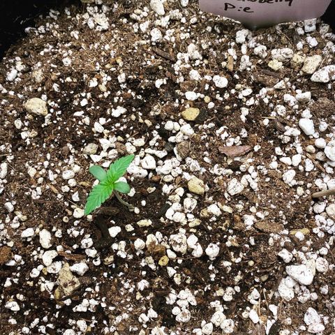 Strawberry Pie Auto growlog timeline photo