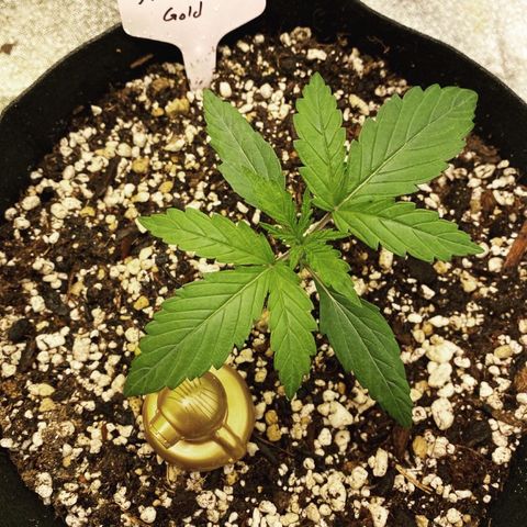 Auto Amnesia Gold growlog timeline photo