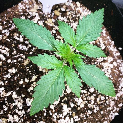 Jack Herer Auto growlog timeline photo