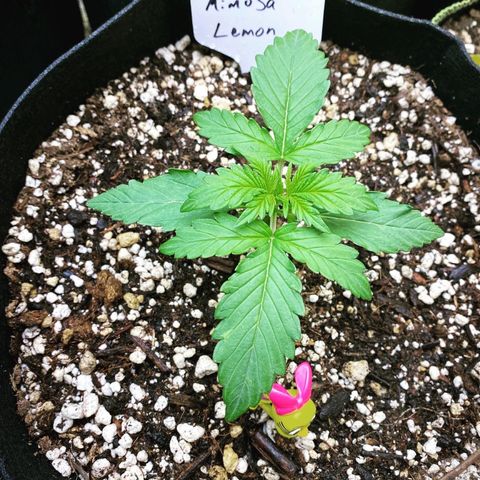 Mimosa Lemon Auto growlog timeline photo