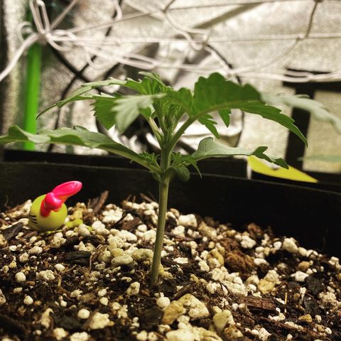 Mimosa Lemon Auto growlog timeline photo