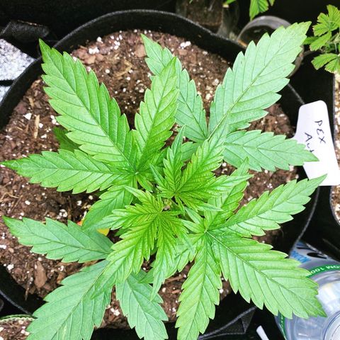 Pineapple Express Auto growlog timeline photo