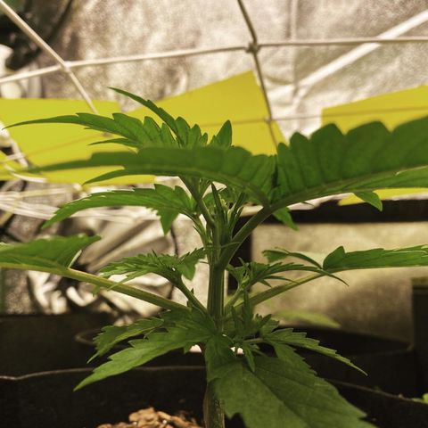 Pineapple Express Auto growlog timeline photo