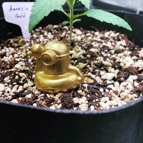 Auto Amnesia Gold growlog timeline photo