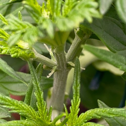 Pineapple Express Auto growlog timeline photo