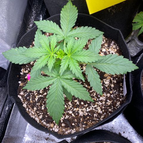 Mimosa Lemon Auto growlog timeline photo