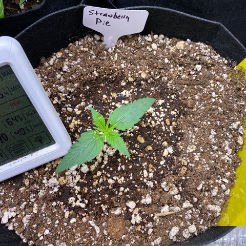 Strawberry Pie Auto growlog timeline photo