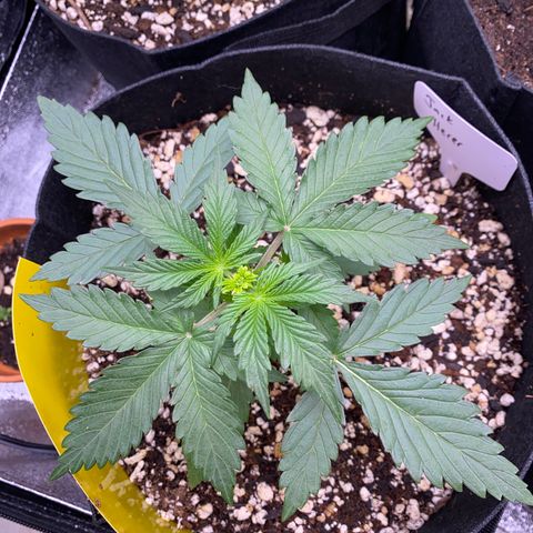 Jack Herer Auto growlog timeline photo