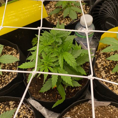 Pineapple Express Auto growlog timeline photo