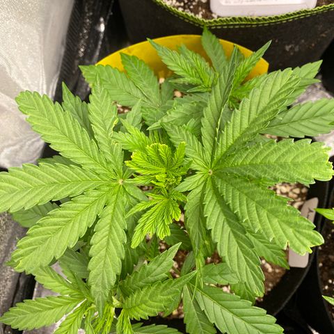 Auto Amnesia Gold growlog timeline photo