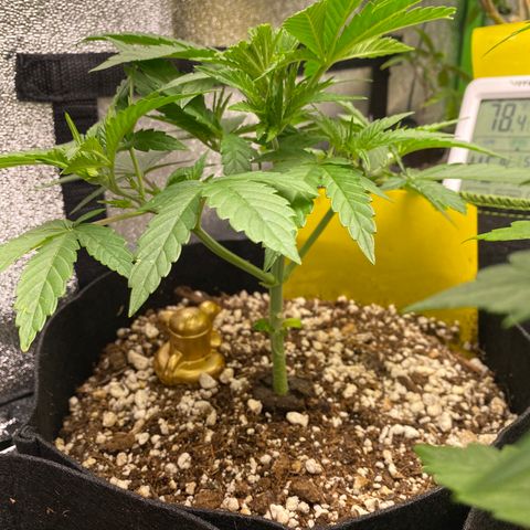 Auto Amnesia Gold growlog timeline photo