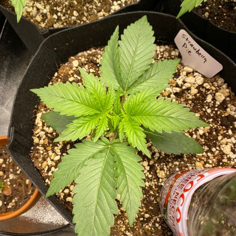 Strawberry Pie Auto growlog timeline photo