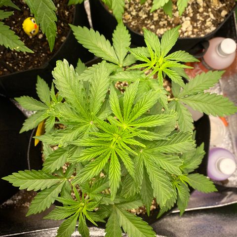 Jack Herer Auto growlog timeline photo