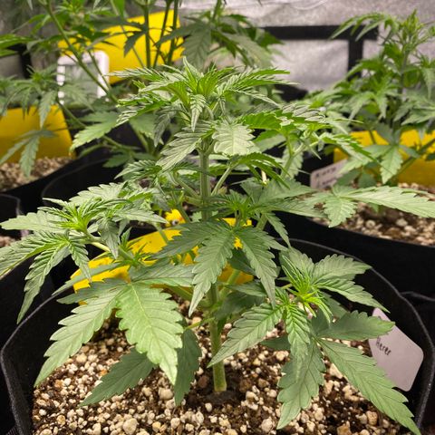 Jack Herer Auto growlog timeline photo