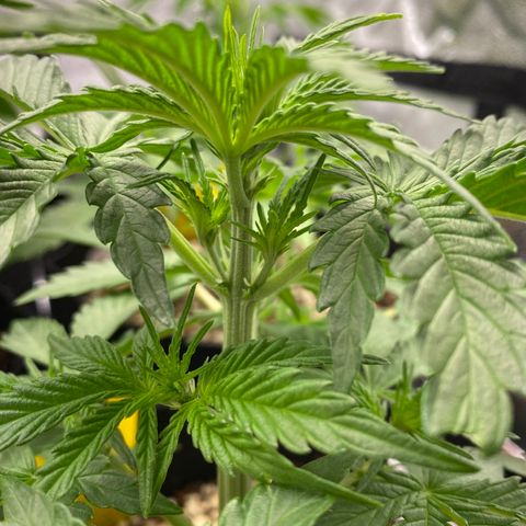 Jack Herer Auto growlog timeline photo