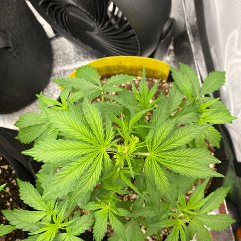 Mimosa Lemon Auto growlog timeline photo