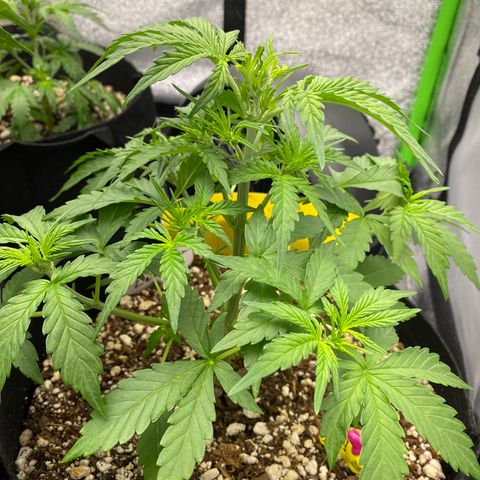 Mimosa Lemon Auto growlog timeline photo