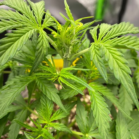 Mimosa Lemon Auto growlog timeline photo