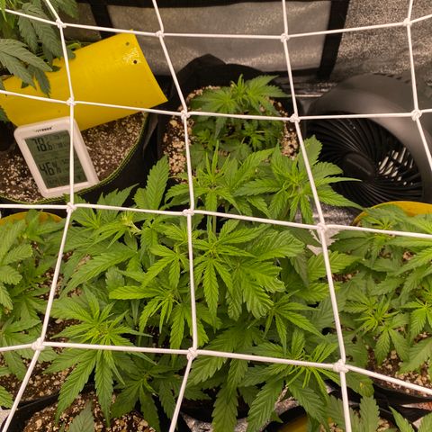 Pineapple Express Auto growlog timeline photo