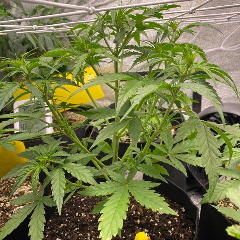 Pineapple Express Auto growlog timeline photo