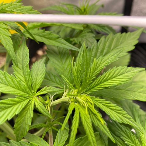 Pineapple Express Auto growlog timeline photo