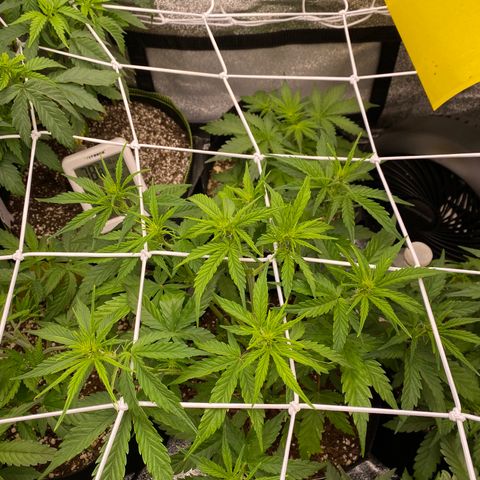 Pineapple Express Auto growlog timeline photo