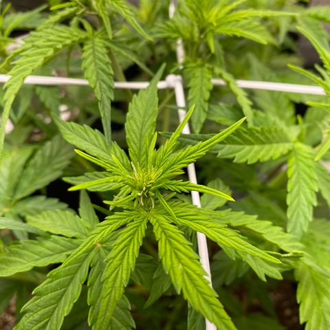 Pineapple Express Auto growlog timeline photo