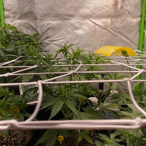Pineapple Express Auto growlog timeline photo