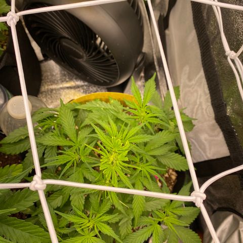 Mimosa Lemon Auto growlog timeline photo