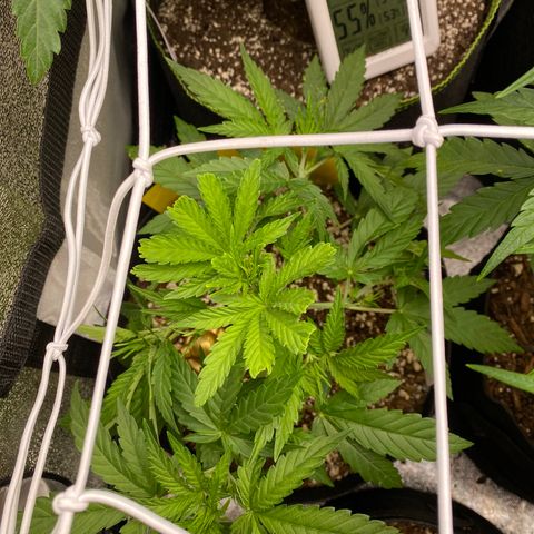 Auto Amnesia Gold growlog timeline photo