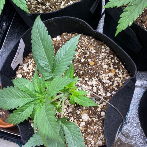 Strawberry Pie Auto growlog timeline photo