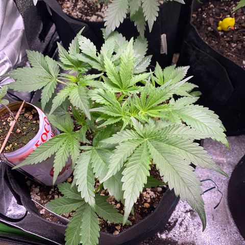 Strawberry Pie Auto growlog timeline photo