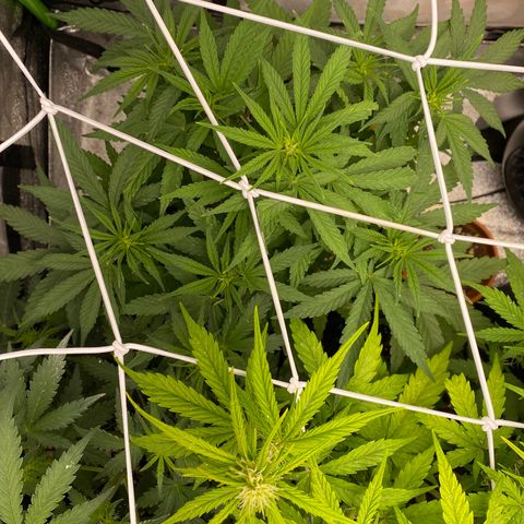 Auto Amnesia Gold growlog timeline photo