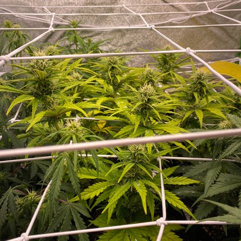 Pineapple Express Auto growlog timeline photo