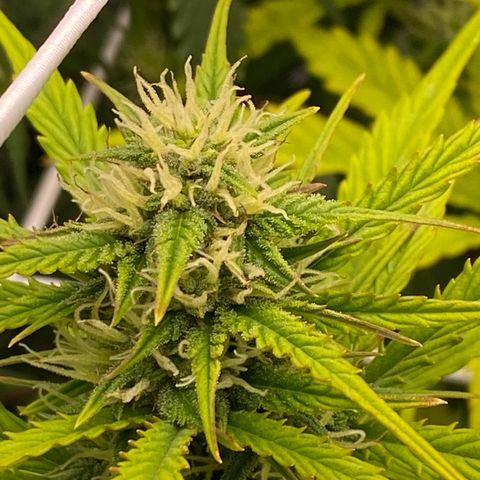 Pineapple Express Auto growlog timeline photo