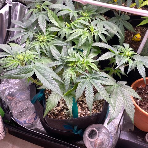 Strawberry Pie Auto growlog timeline photo