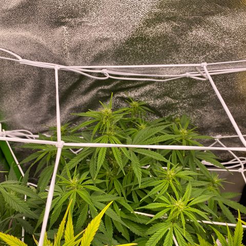 Auto Amnesia Gold growlog timeline photo