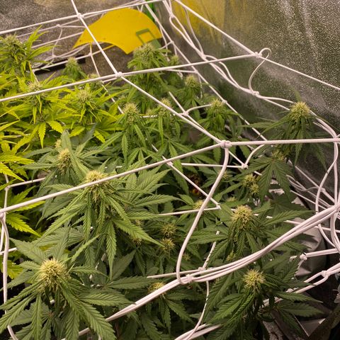 Jack Herer Auto growlog timeline photo