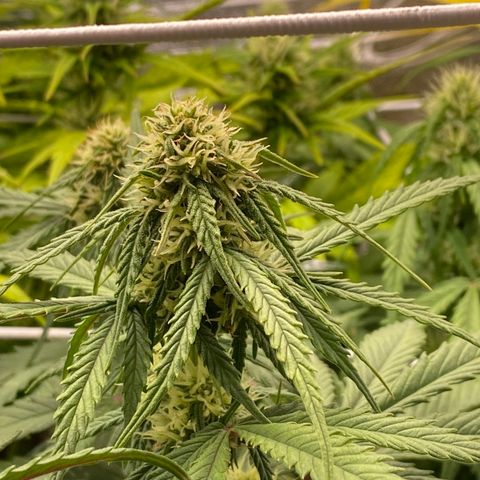 Jack Herer Auto growlog timeline photo