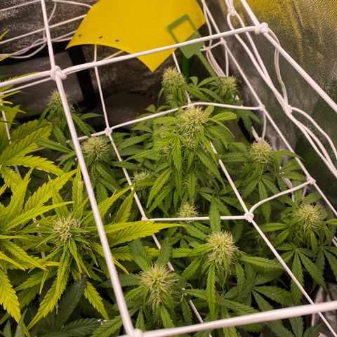 Mimosa Lemon Auto growlog timeline photo