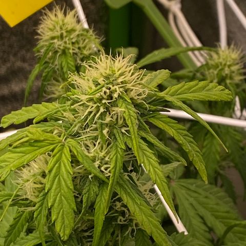 Mimosa Lemon Auto growlog timeline photo
