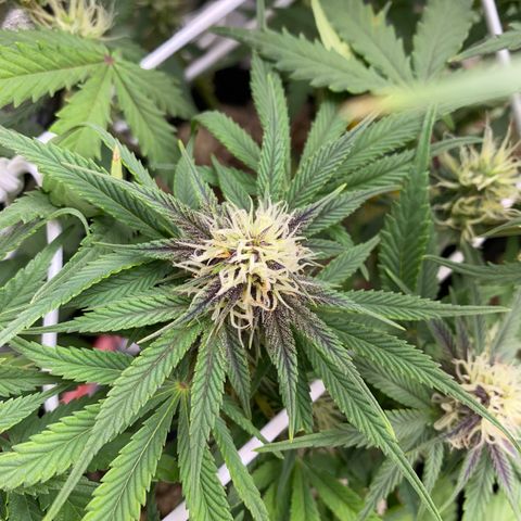 Strawberry Pie Auto growlog timeline photo