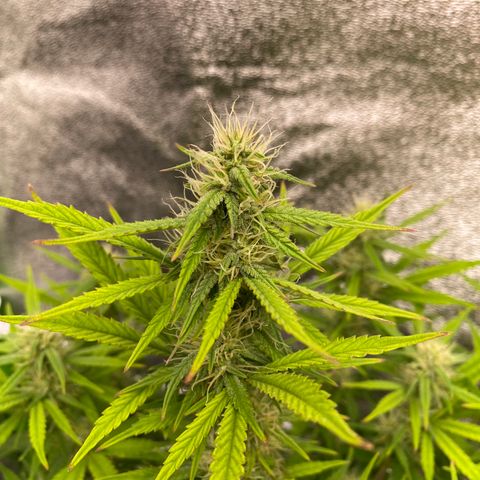 Auto Amnesia Gold growlog timeline photo
