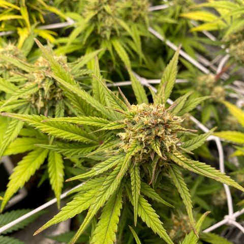 Jack Herer Auto growlog timeline photo