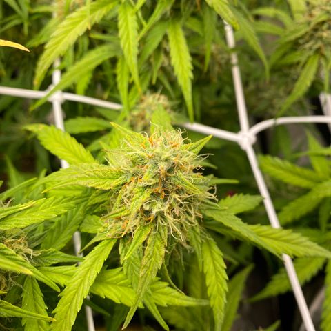 Mimosa Lemon Auto growlog timeline photo