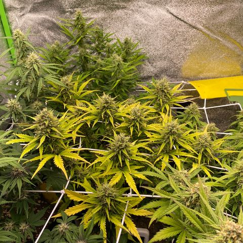 Pineapple Express Auto growlog timeline photo