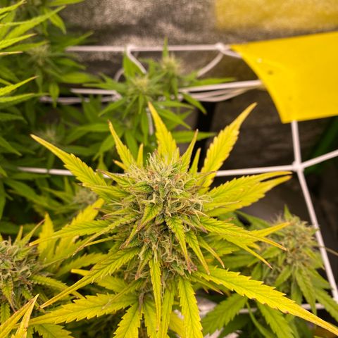 Pineapple Express Auto growlog timeline photo