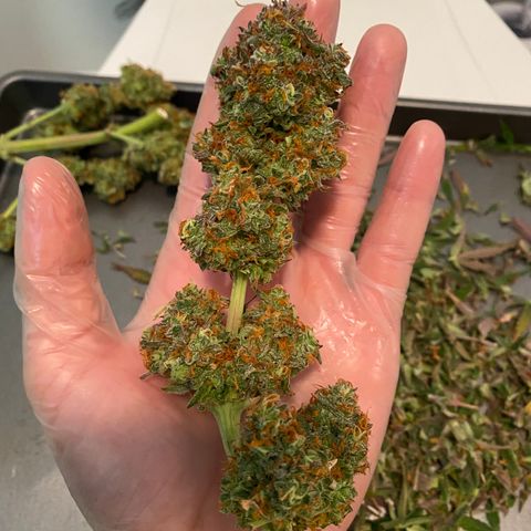 Jack Herer Auto growlog timeline photo