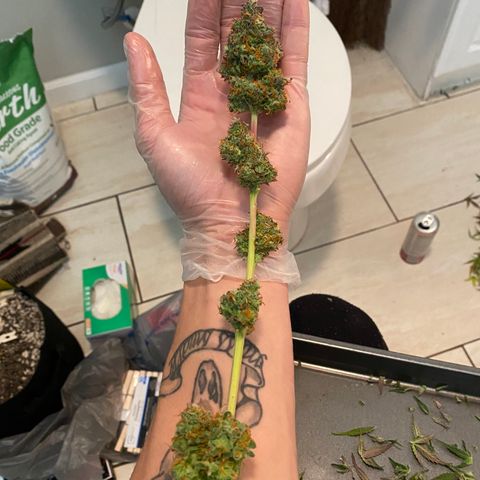 Jack Herer Auto growlog timeline photo