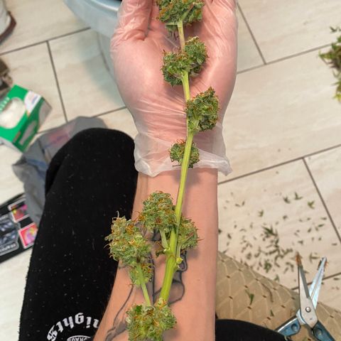 Jack Herer Auto growlog timeline photo